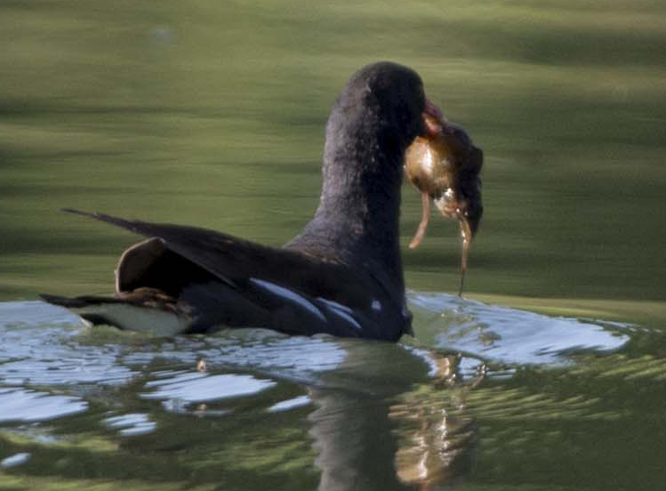 Cosa ha catturato la Gallinella ?